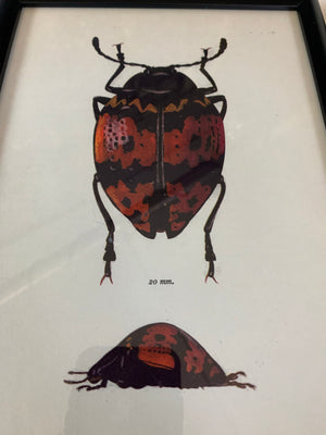 An original beetle bookplate print- Insect interest