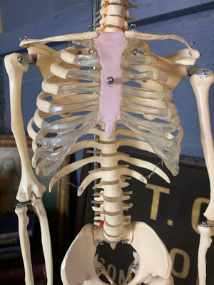 A half-sized anatomical skeleton model on metal stand