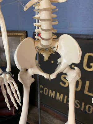 A half-sized anatomical skeleton model on metal stand