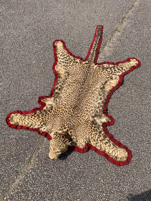 A Victorian taxidermy leopard rug