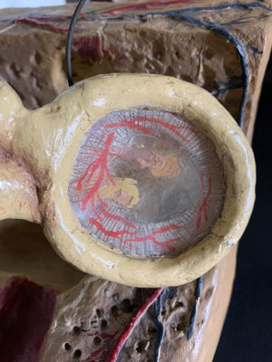 An early large anatomical model of the ear