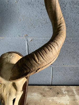 A very large pair of kudu horns mounted on a wooden shield